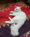 Traditional Pure Persian Male Cat.